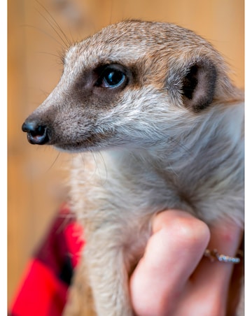 Meet the Meerkats for Two - Experience Voucher
