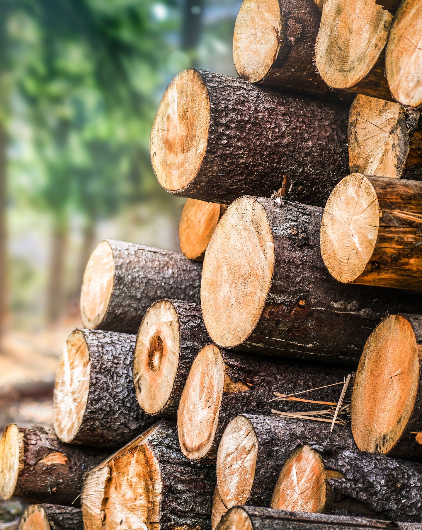 logs of wood pictured