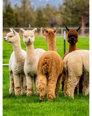 Alpaca Walk for a Family of Four - Experience Voucher