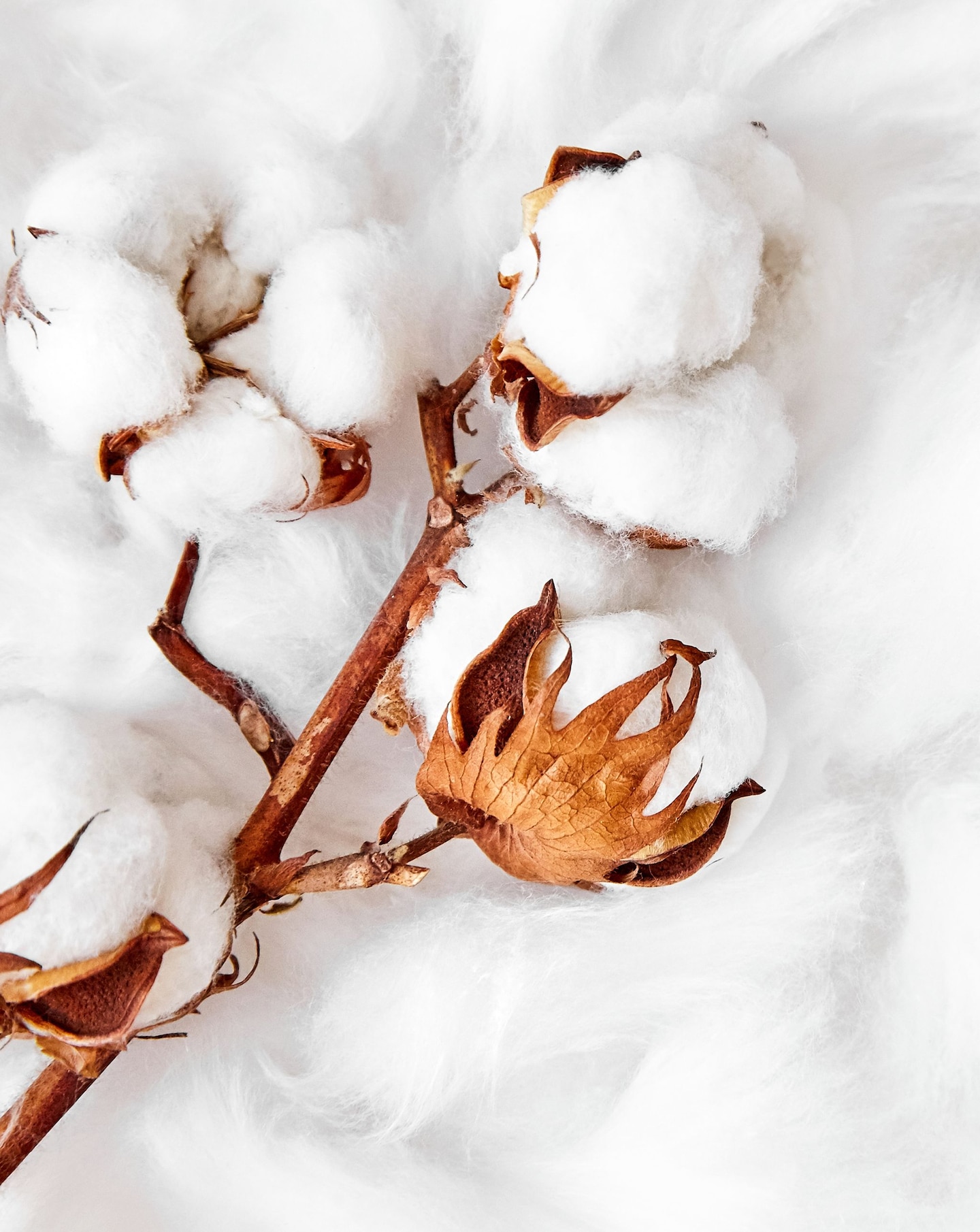 Cotton pictured in it's natural form