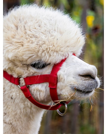 Alpaca Walk for a Family of Four - Experience Voucher