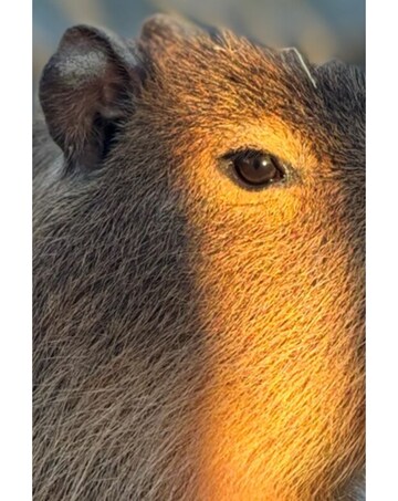 Millets Wildside Capybara Encounter for Two E - Voucher