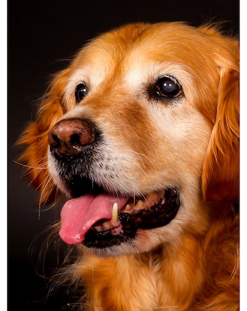 Pet Portrait