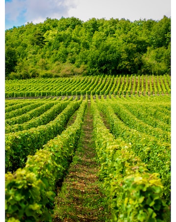 Activity Superstore Vineyard & Distillery Tours & Tastings