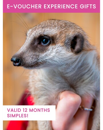Activity Superstore Meet the Meerkats for Two