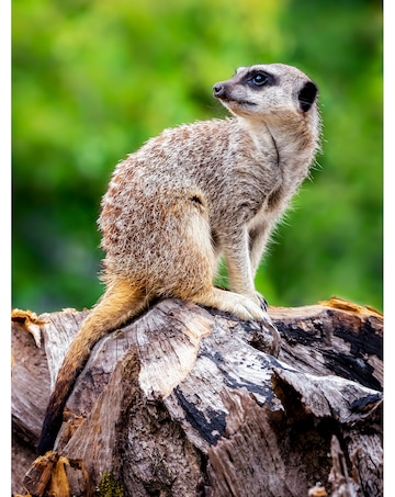 Activity Superstore Meet the Meerkats for Two